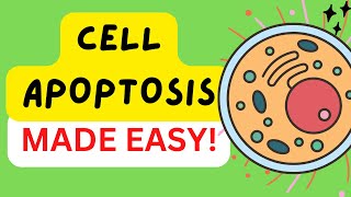 Apoptosis  Programmed Cell Death  Intrinsic and Extrinsic Pathways [upl. by Rustin289]