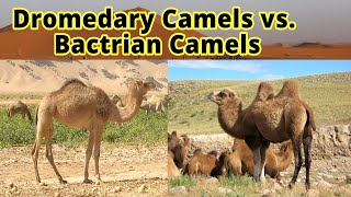 Dromedary Camels vs Bactrian Camels How to Distinguish Them [upl. by Panchito]