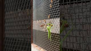 Praying Mantis Attacks Japanese Honeybees A Brave Rescue Attempt [upl. by Nnaylloh]