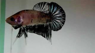 Pez betta Macho plakat fancy negro flor azul [upl. by Javed]