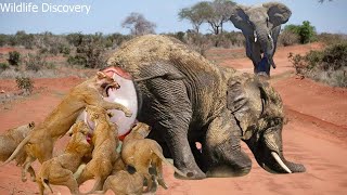 Bloodthirsty Lions Surround And Attack Elephant Giving Birth  Can The Baby Elephants Escape Death？ [upl. by Lucho]