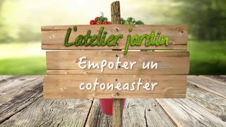 Comment cultiver le cotoneaster [upl. by Ative485]