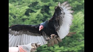 Flugshow Weltvogelpark Walsrode 2018 [upl. by Seale]