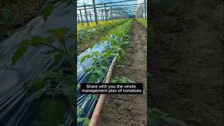 Tomato growing tips Tomato garden is an effective method of farming farming polyhouse garden [upl. by Katha]