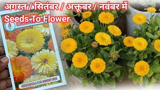 Calendula बीज सितंबर मे लगाए With Flower Update  Calendula Flower Seed Growing at Home  Calendula [upl. by Ettezus]