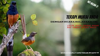 Terapi Burung Murai Bahan Stres dan Macet Bunyi [upl. by Eulalia]