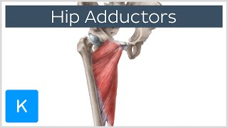 Anatomy of the Hip Adductor Muscles  Human Anatomy  Kenhub [upl. by Abba]