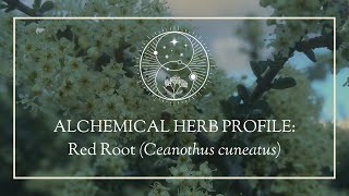 Alchemical Herb Profile Red Root Ceanothus cuneatus [upl. by Desi491]