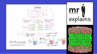 mr i explains The Role of Lipids  Triglycerides and Phospholipids  The Emulsion Test [upl. by Aifas153]