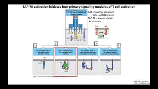 Lecture 4c T Cell Signaling  Activation [upl. by Scever625]