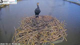 LRWT  Manton Bay Ospreys Live Webcam Wide Angle [upl. by Lesley]