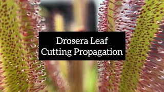 Drosera Leaf Cutting Propagation  Quick and Easy Ways to Propagate Your Sundews [upl. by Fassold599]