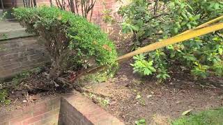 Landscape Company Hagerstown Maryland Shrub Removal [upl. by Stew505]