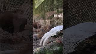 zoological park birds  जूलॉजिकल पार्क [upl. by Anerec583]