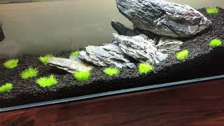 HOW TO GROW Utricularia Graminifolia [upl. by Htesil206]