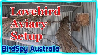 Lovebird Aviary Setup  BirdSpyAus [upl. by Adnwahsor]