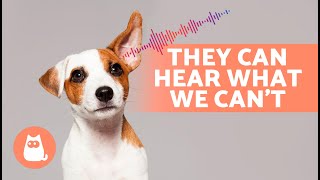 6 SOUNDS That Only DOGS CAN HEAR 🐶🔊 [upl. by Hcra260]