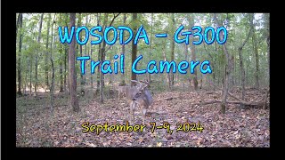 Trail Camera Captures Sept 7 to 9 2024 [upl. by Aihcela175]