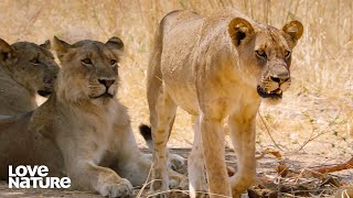 Young Lioness Targets Giraffe and Gets a Lesson in Hunting  Love Nature [upl. by Dail742]