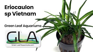 Eriocaulon sp Vietnam GLA Potted Plant  Nature Aquarium Plant [upl. by Aitnahc]