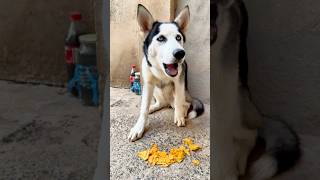 Quem comeu meu Doritos 🤣 Foi a Luna 🐶🦮🤣🤣🤣 [upl. by Son]