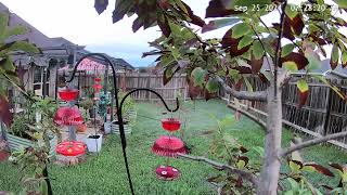 Ruby Throated Hummingbird guards tree [upl. by Harac]