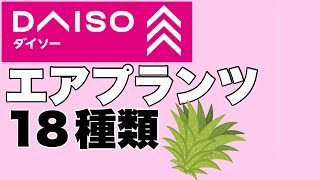 100均ダイソーエアプランツ18種類お見せします [upl. by Billie]