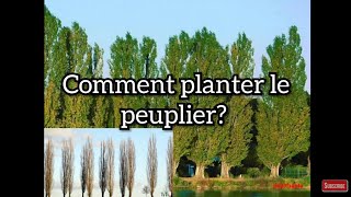 Comment planter le peuplier noir [upl. by Martres]