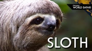 Even Two Toed Sloths Have Three Toes [upl. by Ultima]