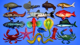 18 Sea Animals Gurnard fish Manatee Sailfish Coelacanth Guitarfish Dugong Etc MN024 [upl. by Ahidam]