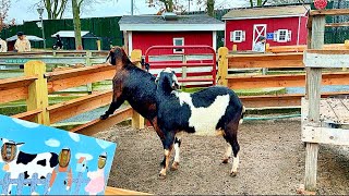 Holtsville Zoo  Petting zoo for kids  Animal farm Goats Llama bear for kids farm animals [upl. by Chenay]