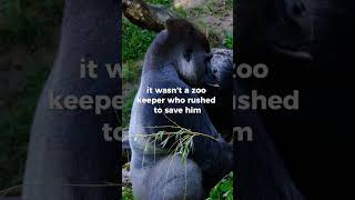 What this gorilla did was very unbelievable animals gorilla shorts [upl. by Vasili]