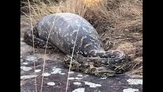 Python Eats and Swallows Hippo [upl. by Corin]