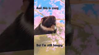 Guinea pig call me maybe guineapig followme cute [upl. by Hsuk]