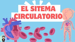 El sistema circulatorio para niños [upl. by Giguere]