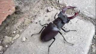 Lucanus cervus turcicus [upl. by Caryn]