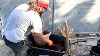 Transplanting Pouteria australis Black Apple  Exotic fruit plant [upl. by Nibla]