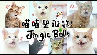 【黃阿瑪的後宮生活】喵喵聖誕歌！Jingle Bells！ [upl. by Gracie]