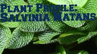 Salvinia Natans  Floating plant profile [upl. by Lourie933]