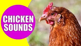 CHICKEN SOUNDS for Kids  Learn Clucking Sound Effects of Chickens and Hens [upl. by Seward]