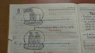 Translation in prokaryotes l part 2 l easy to learn l complete notes [upl. by Ubald]