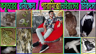 কবুতরের রানীক্ষেত রোগের ঔষধ  pigeon paramyxovirus medicine  pigeon newcastle disease ppmv1 [upl. by Childs]