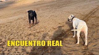 DOGO ARGENTINO Encuentro con ROTTWEILER 🐶😲 [upl. by Armington]