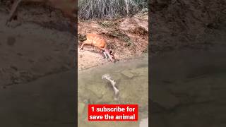 A Very Lucky Bushbuck  Escapes from Crocodile [upl. by Nynnahs]