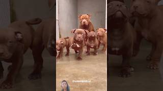 team pitbull so cute naturebeautiful88 pitbull dog pitbullsandparolees pets pitbullsofficial [upl. by Adnahsam]