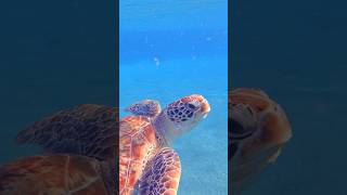 Abu Dabbab  Marsa Alam snorkeling egypt redsea [upl. by Phebe]