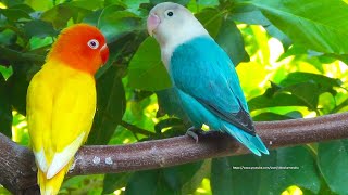 Lovebird Chirping Sounds and Call Sounds From Blue Opaline amp Lutino Opaline [upl. by Landre609]