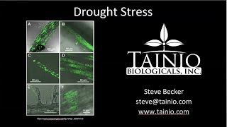 Tainio Biologicals  Drought Stress Oct 2020 [upl. by Boccaj10]