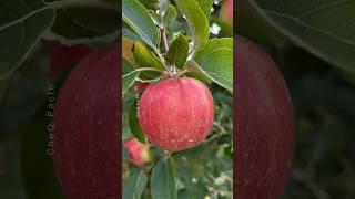 How to Grow Apple Tree at Home 🍎🍏 Unique Technique of Planting farming plants shorts [upl. by Eolhc]