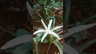 Crinum Americanum flower plant first flower flowers gardening [upl. by Rourke332]